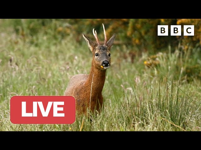 🔴 LIVE wildlife cameras 🪺 11 June 🌺 BBC Springwatch 2023