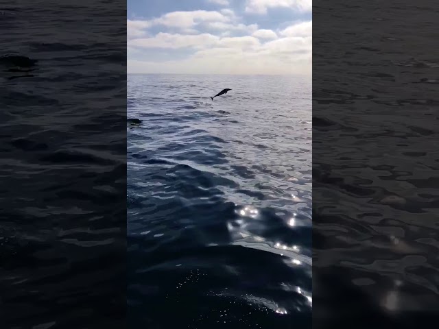 Baby Dolphin Tries To Jump