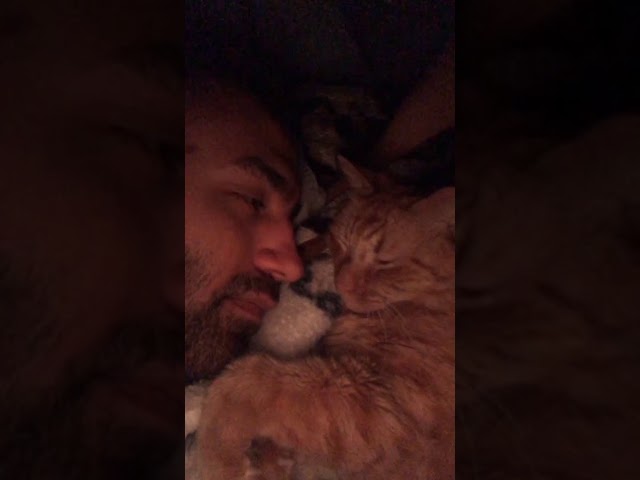 Missing Cat Returns Home, Says Goodnight to Owner with a Kiss