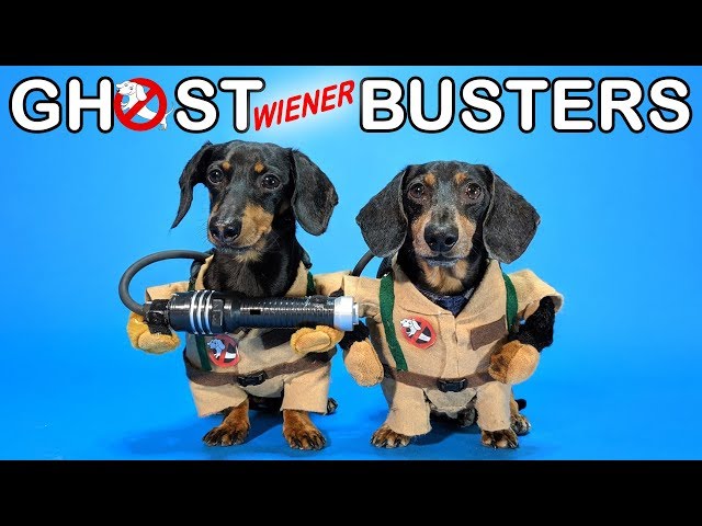 Ep #4: GHOSTWIENERBUSTERS - (Funny, & Spooky Dog Video for Halloween!)