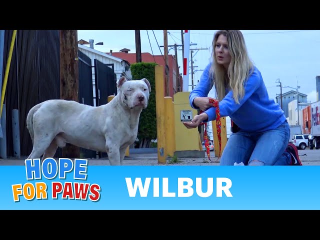 Homeless and abused, this Pit Bull didn't lose HOPE that something amazing will happen! #pitbull