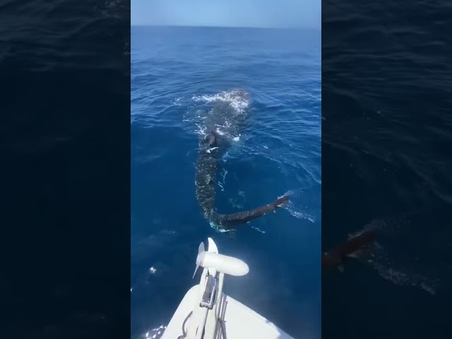 Whale Shark Seen Swimming Beside Boat off Florida Coast