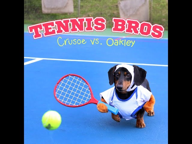 Adorable Dachshunds Play TENNIS!