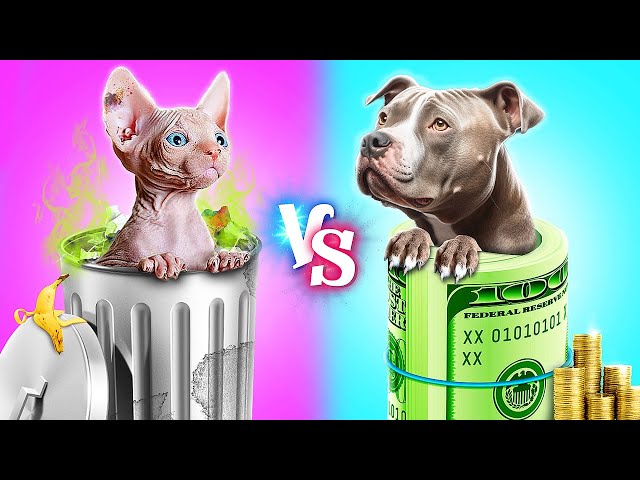 We Build a Secret Room for Pets! Rich Dog vs Poor Cat