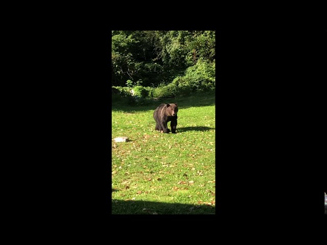 Grizzly Bear Spotted Roaming Near Squamish Household