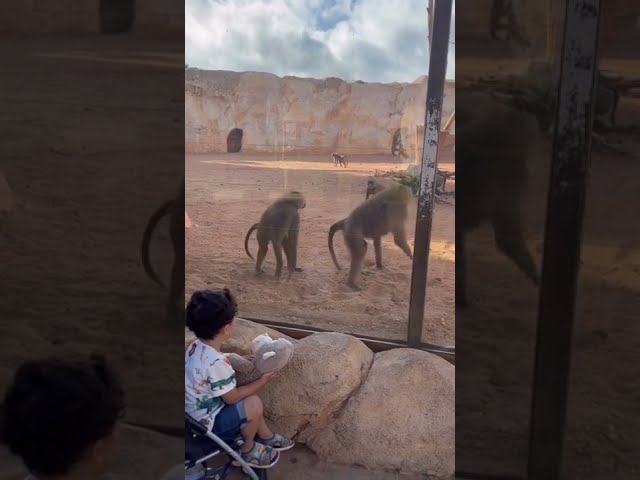 Baboons Mistake Boy's Stuffed Monkey as Their Own