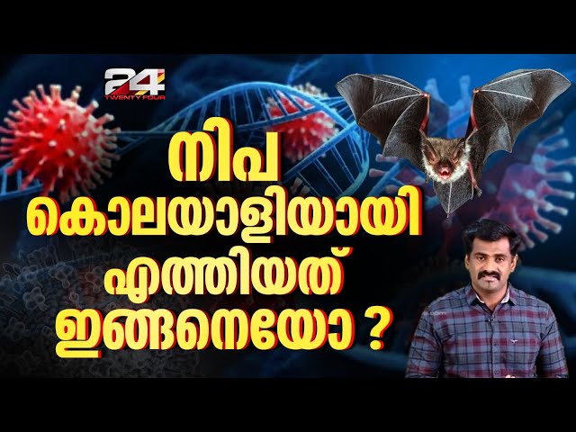 'നിപയെ തുരത്താൻ വവ്വാലുകളെ കൊല്ലുന്നത് പ്രതിവിധിയല്ല, ആവാസവ്യവസ്ഥയെ നശിപ്പിക്കൽ' Nipah Virus