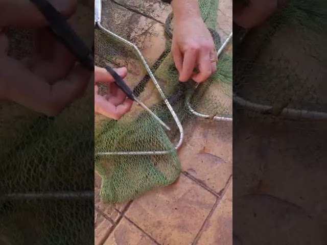 Snake Catcher Helps Free Keelback Caught in Fishing Net
