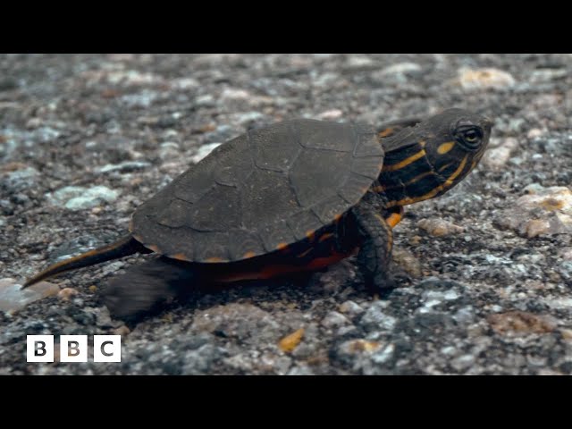 Brave turtle makes extremely perilous journey | Big Little Journeys - BBC