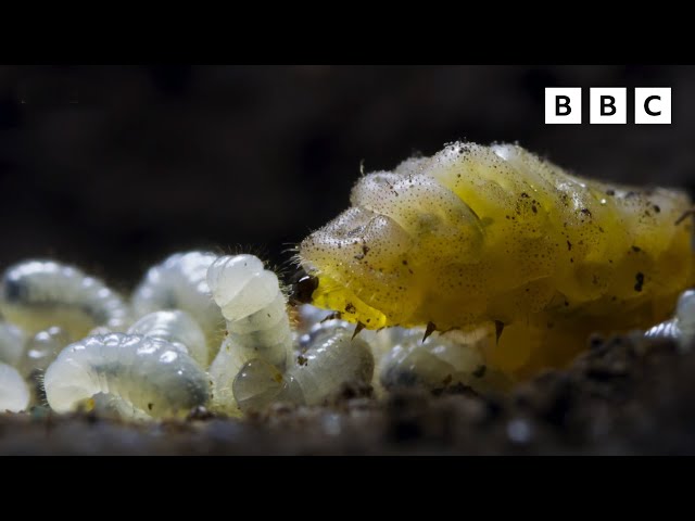 Carnivorous UNDERCOVER caterpillar 🐛😎 | Wild Isles - BBC