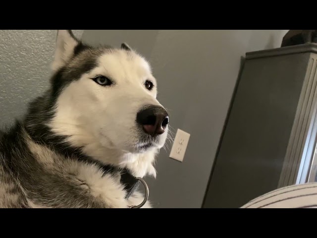 Husky Thoroughly Unimpressed by Pregnant Owner's Baby Bump