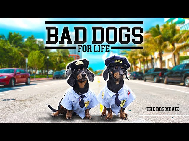 BAD DOGS FOR LIFE - The Wiener Dog Bad Boys Movie