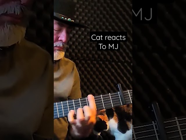 Cat reaction to Michael Jackson's Billie Jean - Igor Presnyakov #nowar #guitar #cat