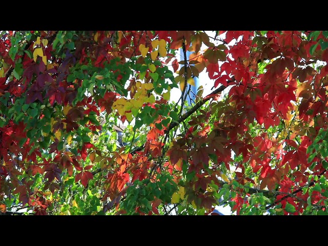 Autumn Leaves Meditation with Lucid Dream Induction