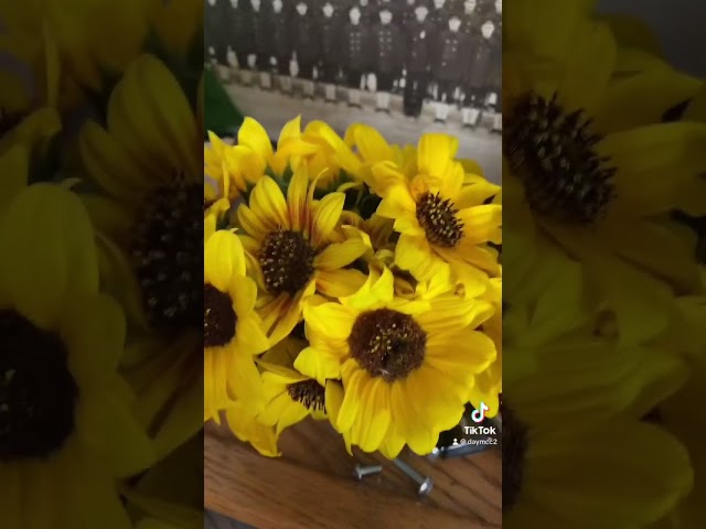 Sunflowers From My Garden