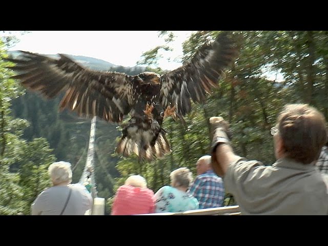 Greifvogelshow auf der Geierlay. Weißkopfseeadler aus nächster Nähe.