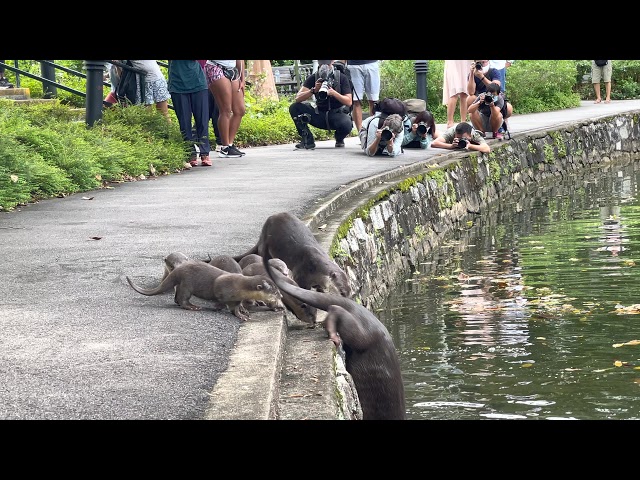 Nervous Otter Pups Get Swimming Lesson at Singapore Botanic Gardens