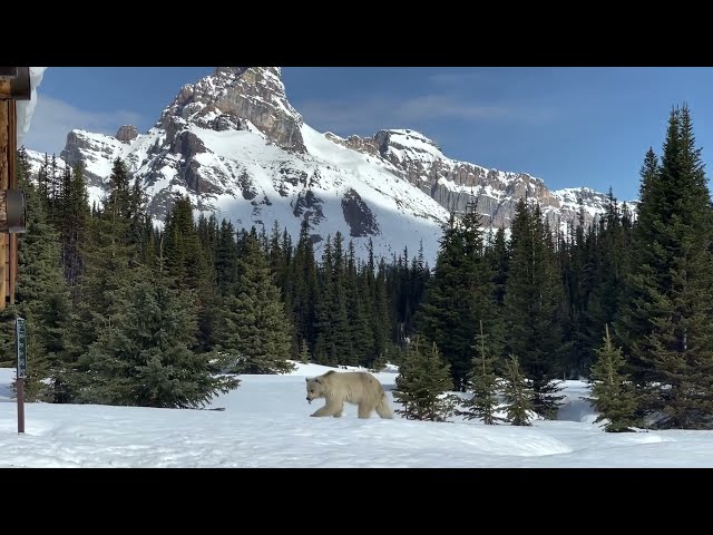 Rare White Grizzly Bear Spotted Roaming Yoho National Park