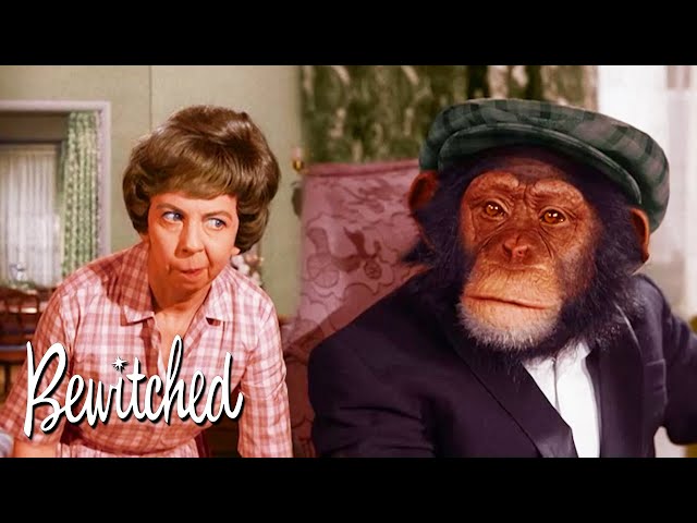 Darrin The Chimp Is Lost! I Bewitched