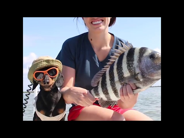 Cute Wiener Dog LOVES Fishing!