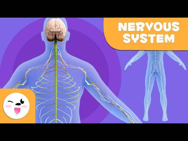 The Nervous System - Human anatomy for children