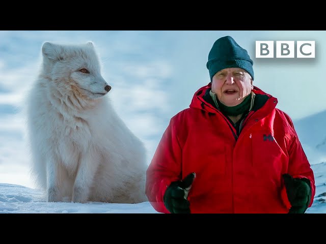 These animals change colour when it snows ❄️🦊  BBC