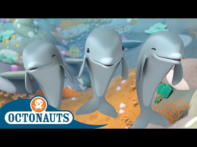 #StayHome Octonauts - Dolphins or Sharks? | Full Episodes | Cartoons for Kids