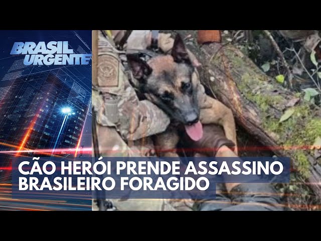 Cão herói prende assassino brasileiro foragidos nos EUA | Brasil Urgente