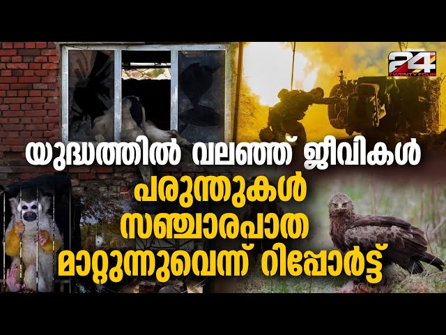 യുക്രൈനിലെ യുദ്ധം മൂലം പരുന്തുകൾ ദേശാടന പാത മാറ്റാൻ നിർബന്ധിതരായെന്ന് ശാസ്ത്രജ്ഞർ | Ukraine