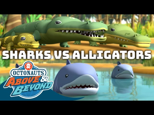 Octonauts: Above & Beyond - 🦈 Sharks & Alligators 🐊 | Compilation |  @Octonauts​