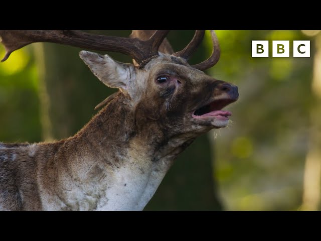 BOISTEROUS bucks fighting 😤🦌 | Wild Isles - BBC