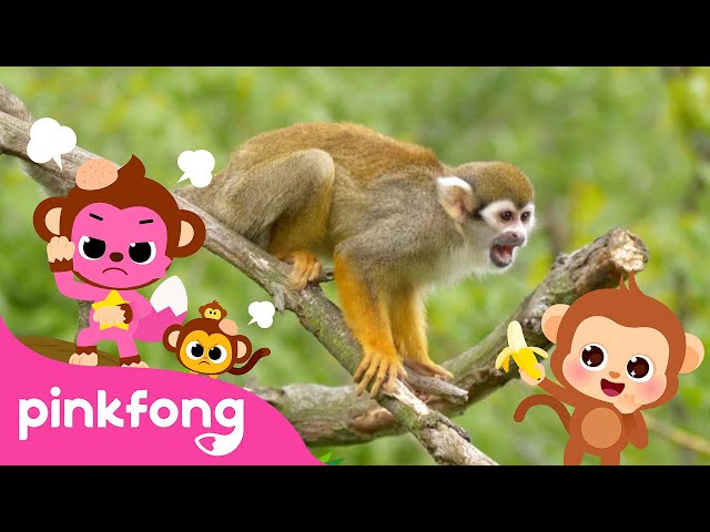 Boom Cheeky Cheeky Baby Monkey | Kids Nursery Rhyme | Pinkfong Ninimo