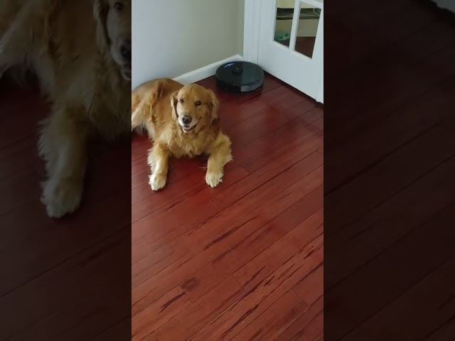 Unbothered Golden Retriever Won't Budge for Robot Vacuum