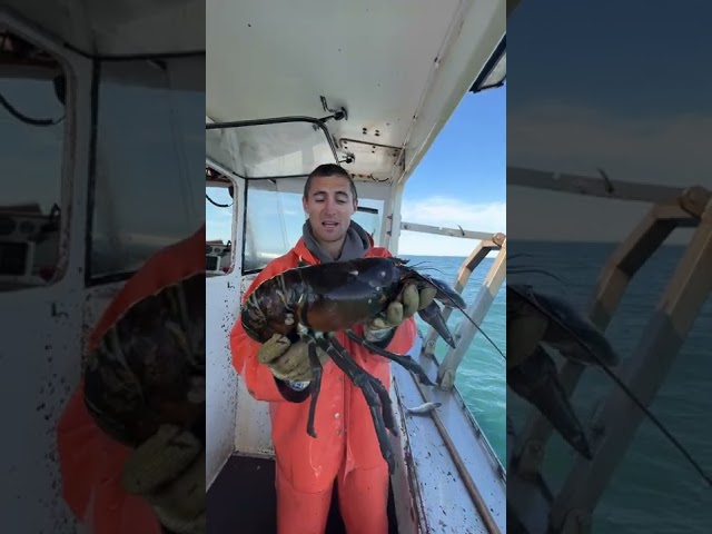 Fifth-Generation Maine Fisherman Says 100-Year-Old Lobster May Have Met His Ancestors