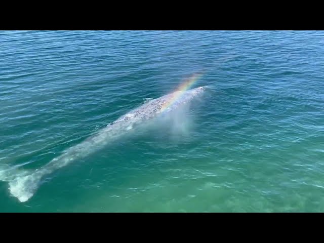 Whale Sprays 'Rainbow' From Blowhole