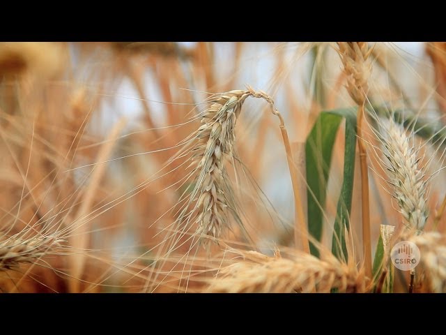 A MAGIC approach to improved wheat quality