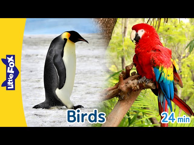 10 Amazing Birds on Earth | Owl, Heron, Falcon, Flamingo, Penguin, Parrot, Vulture, Turkey, and more