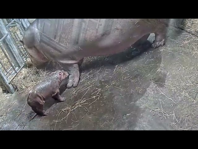 Cincinnati Zoo Welcomes Birth of Baby Hippo