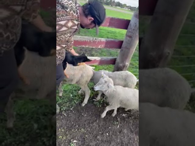 Pup Shows 'Natural Instinct' for Sheep Work at South Australia Farm