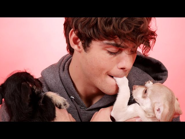 Noah Centineo Plays With Puppies While Answering Fan Questions
