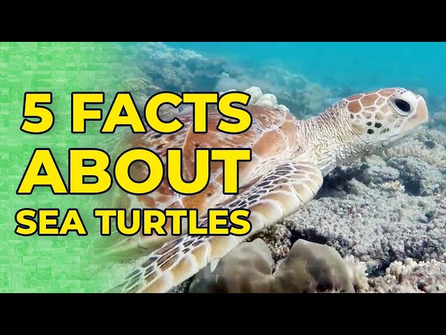 5 Facts About Sea Turtles