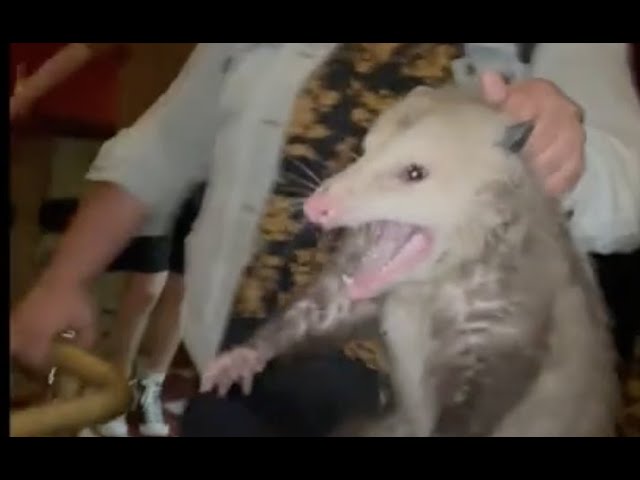 Alaska Woman Expertly Removes Opossum From Brooklyn Bar