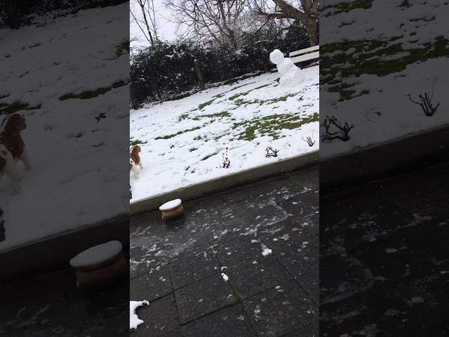 Dog afraid of snowman!