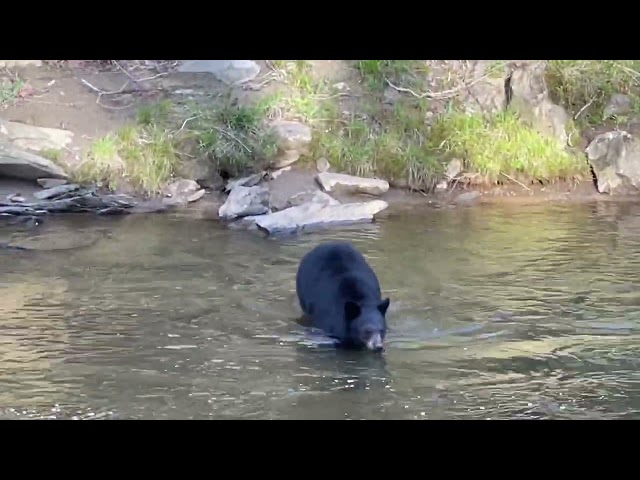 Bear Swimming Across River Behind House