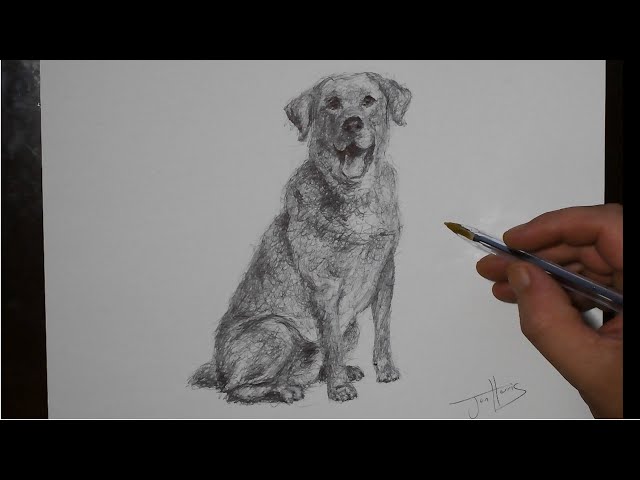 How to Draw a Labrador Dog | Black Ballpoint Biro Pen