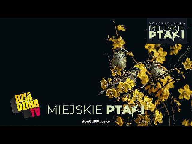 DGE - MIEJSKIE PTAKI (prod. kbbeatz) [MIEJSKIE PTAKI]