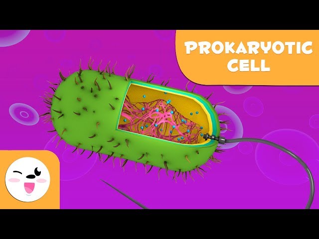 Prokaryotic cells and their parts - Natural Science - Educational video for kids