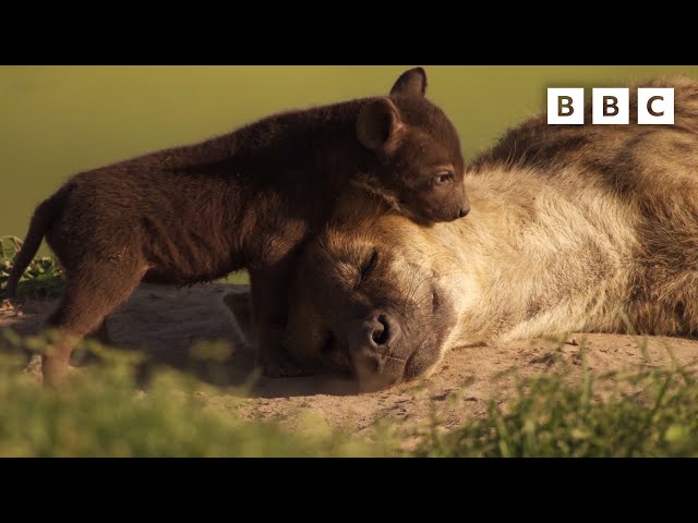 Hyena mum falls asleep in the bath | Dynasties II - BBC