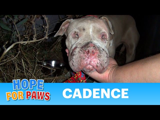 Saving Cadence - an abused Pit Bull shows us the power of second chances.  Please share. #dog