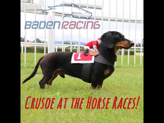 Crusoe Dachshund at the Horse Races! Baden Racing, Germany